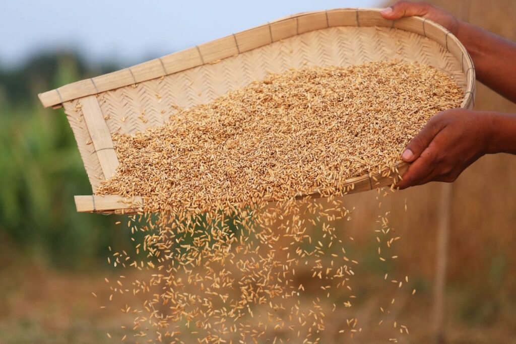 Wheat seeds being sorted