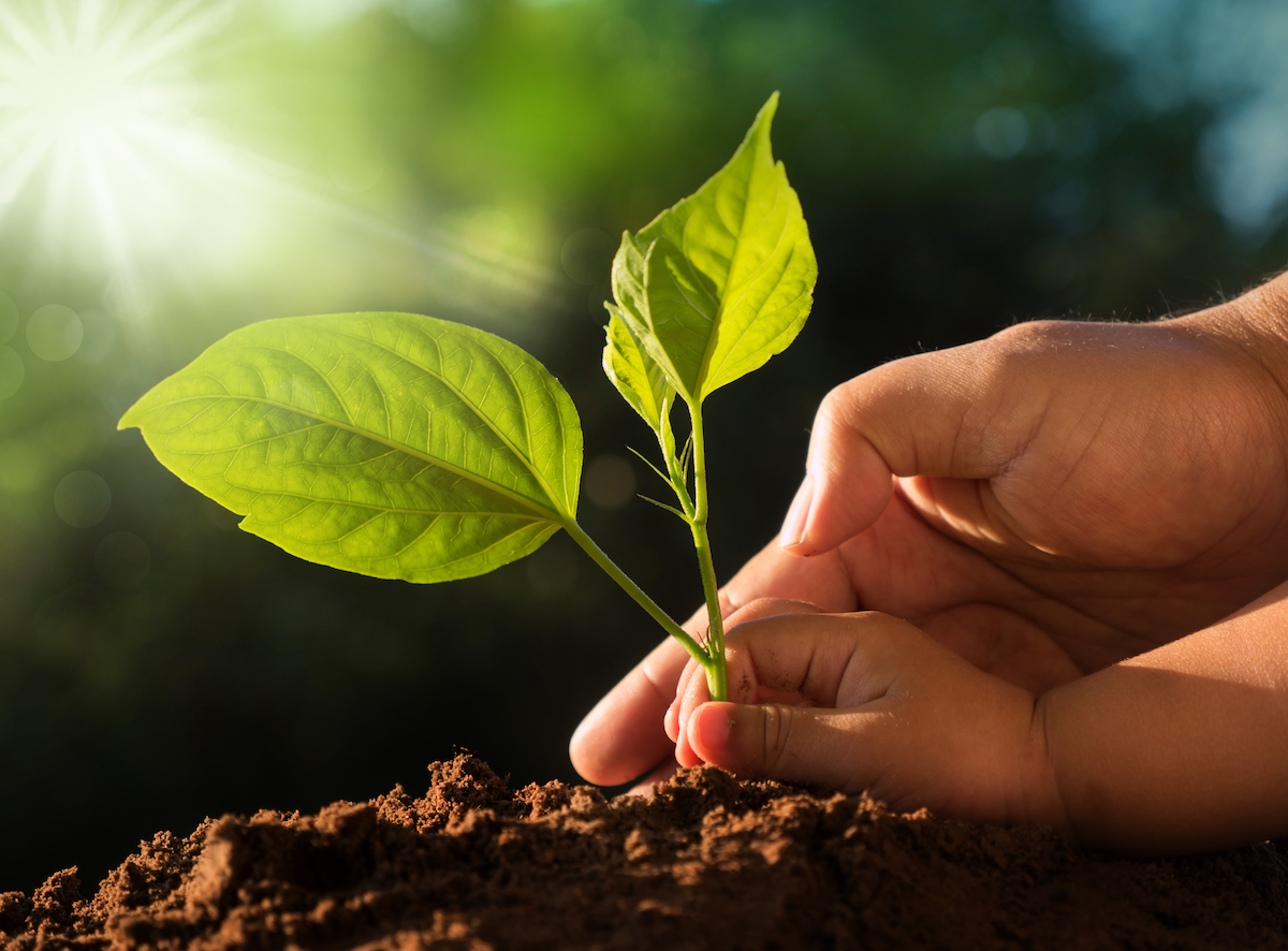 Planting together and earth day concept. Kid and father hands planting young tree over green background and sunlight in morning time
